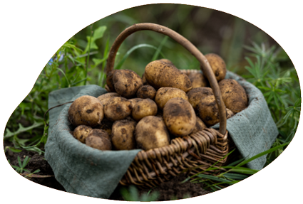 in-Form_Kartoffeln Ein Weidenkorb voller frisch geernteter Kartoffeln